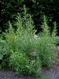 Tarragon